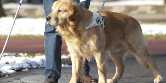 International-Guide-Dogs-Day