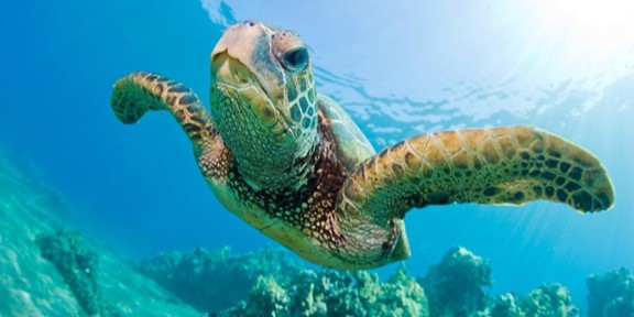 World-Sea-Turtle-Day